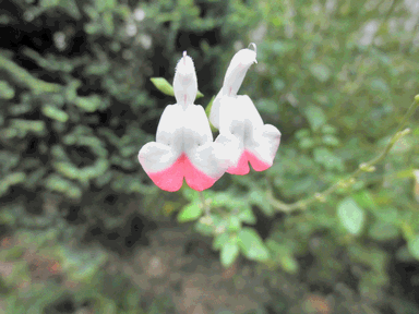 c0136736_12473341.gif