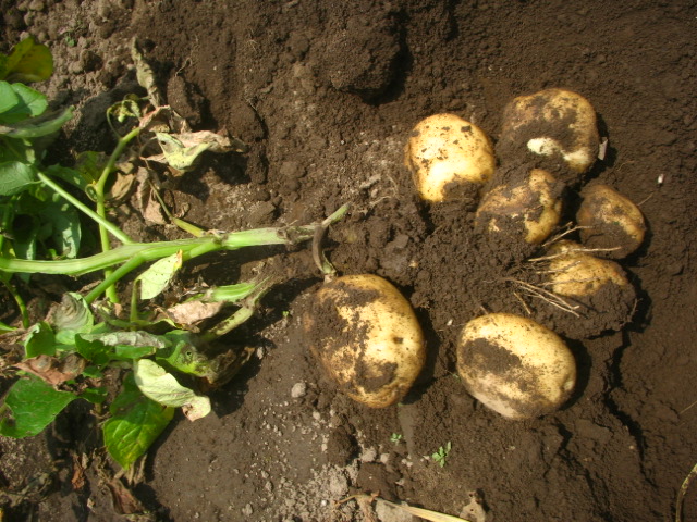a0054043_11524287.jpg