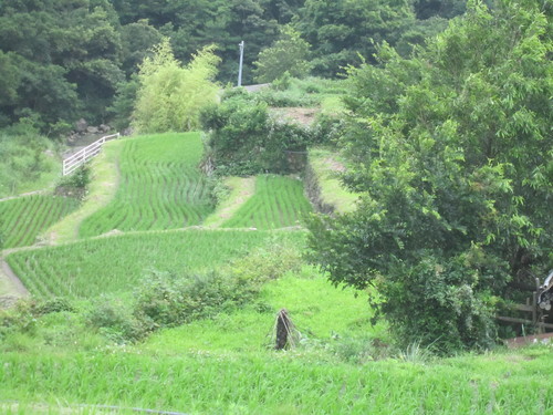 d0055259_163735.jpg