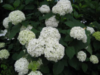 c0117570_1554277.jpg