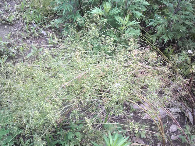 b0034072_19122717.jpg