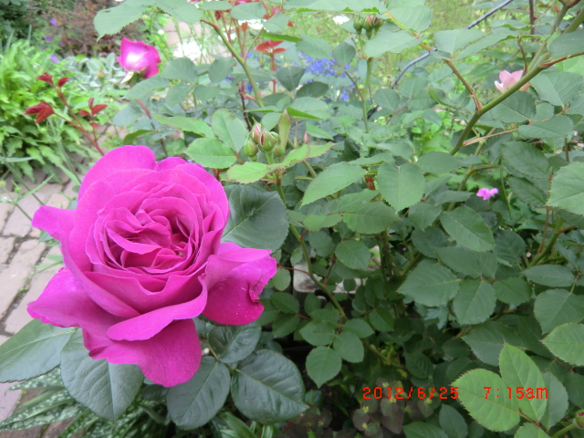 c0078586_21131210.jpg
