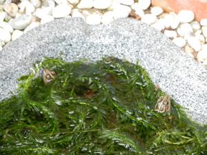 e0204795_21311620.jpg