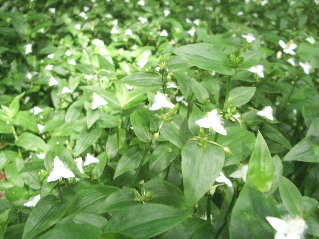 e0025300_1812875.jpg
