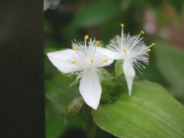 e0025300_1815797.jpg