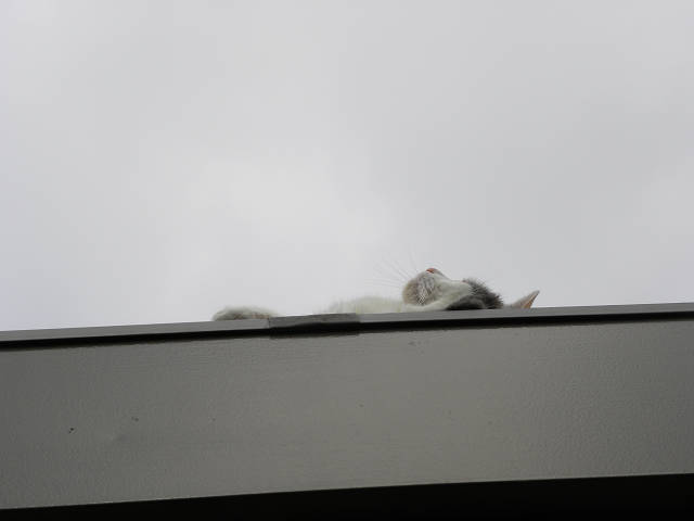 b0147203_10391866.jpg