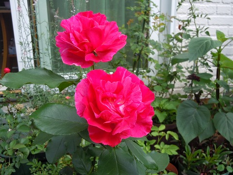 c0117007_19582823.jpg