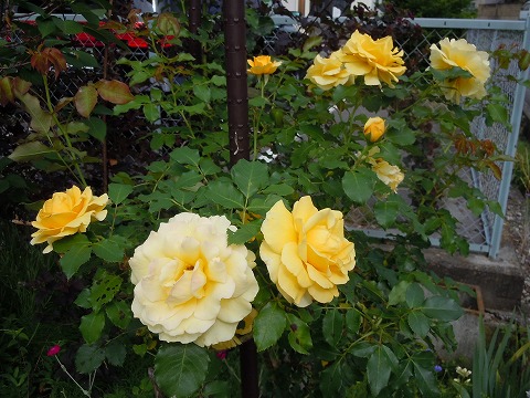 c0117007_2001731.jpg