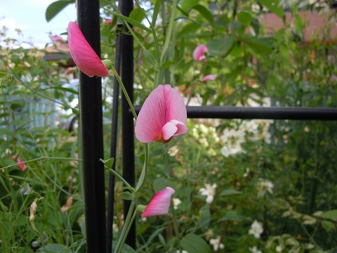 c0117007_20193121.jpg
