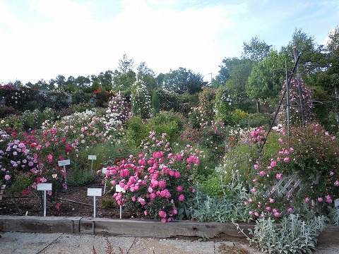c0117007_2022369.jpg