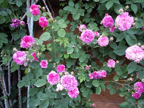 c0117007_2045166.jpg