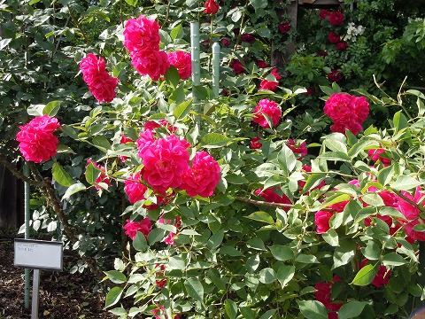 c0117007_2074941.jpg
