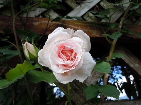 c0117007_2084433.jpg
