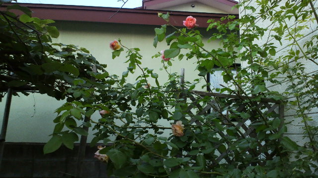 b0035611_20585127.jpg