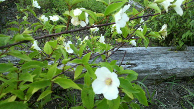 b0035611_20585139.jpg