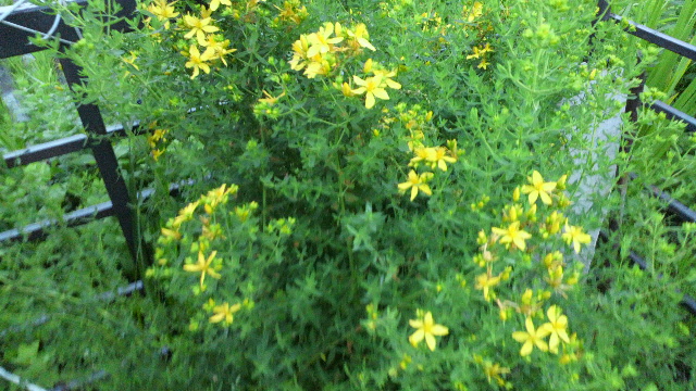 b0035611_20585168.jpg
