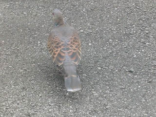 b0073616_1693694.jpg