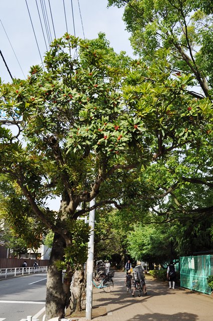c0039924_20432538.jpg