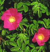 b0008825_10414264.gif