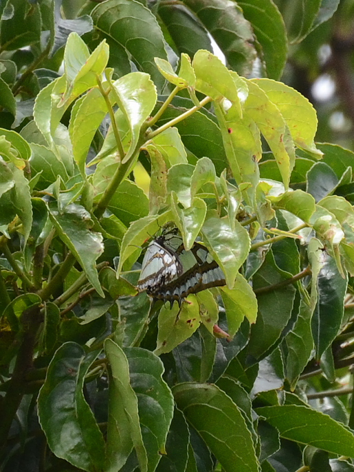 a0126632_20443960.jpg