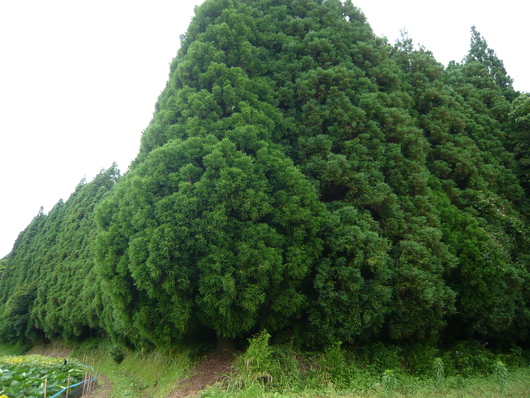 a0206332_8295714.jpg