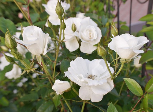 f0205733_050771.jpg