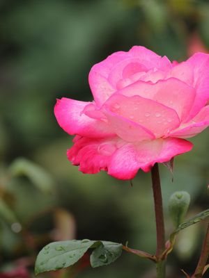 c0148238_1321155.jpg