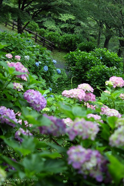 e0083238_101042.jpg