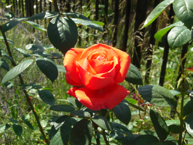 a0249443_7464271.jpg