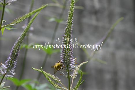 d0093459_2302169.jpg