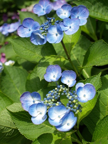 e0078071_15491625.jpg