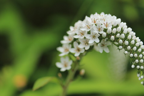 e0024081_17165541.jpg