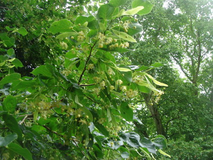 a0247585_2320126.jpg