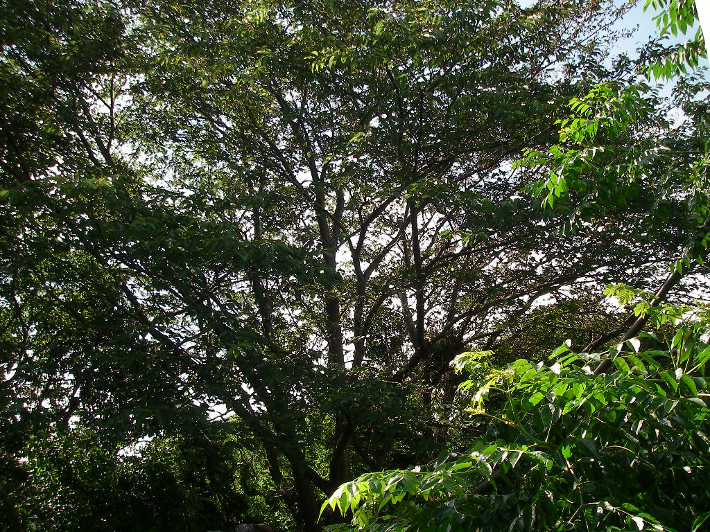 d0046294_7502731.jpg