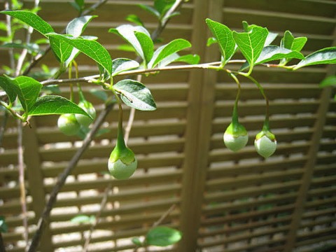 d0046702_162945.jpg