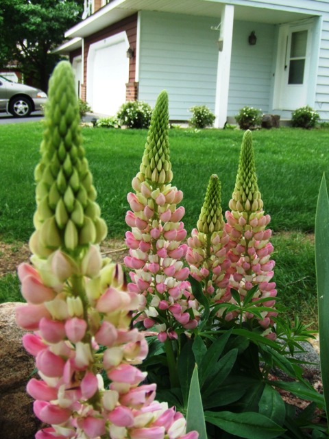 c0062603_12234571.jpg