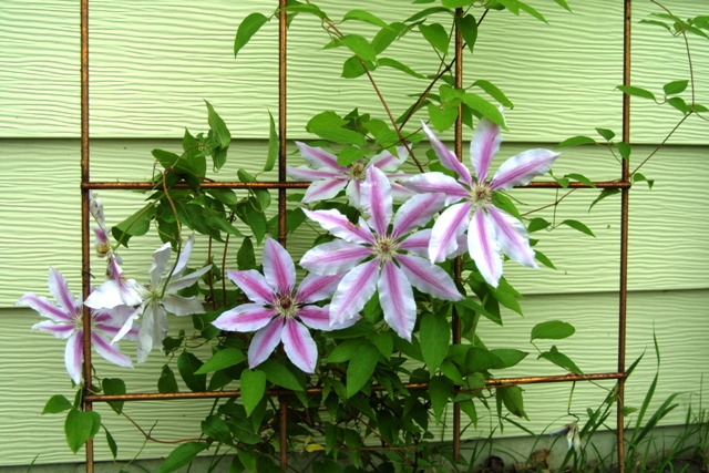 c0062603_12244086.jpg