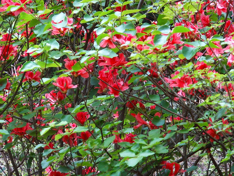 f0182513_22154652.jpg