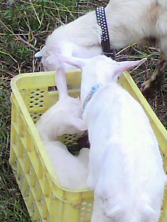 f0036223_939578.jpg