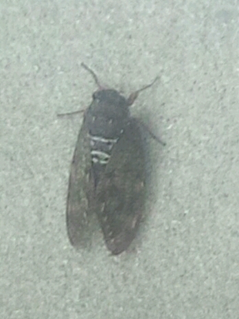 a0167335_13464587.jpg