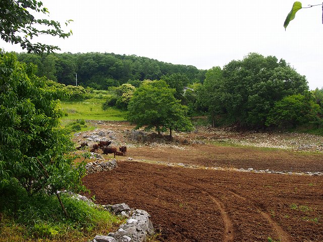 d0128465_85445100.jpg