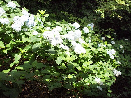 a0152391_241115.jpg