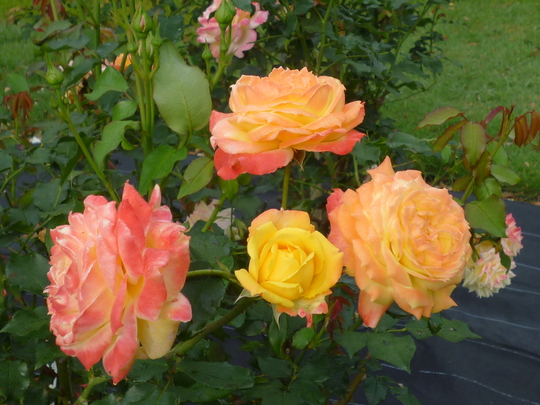 a0272591_9344020.jpg