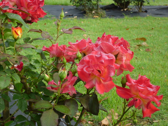 a0272591_9375167.jpg