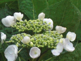 b0169292_9475828.jpg