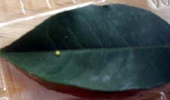 e0186500_15374181.jpg