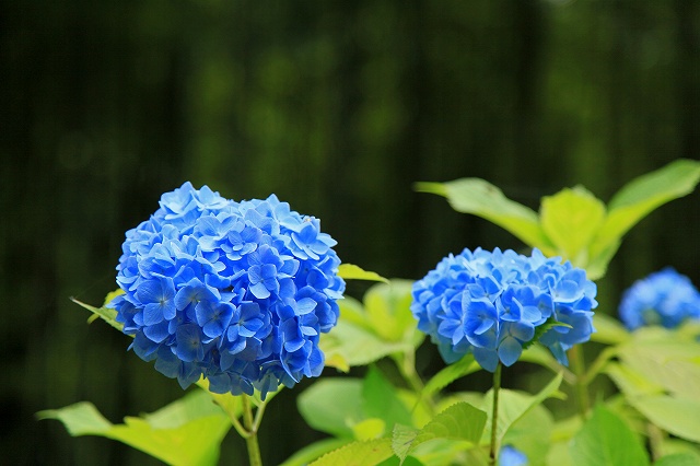 a0242438_21403587.jpg