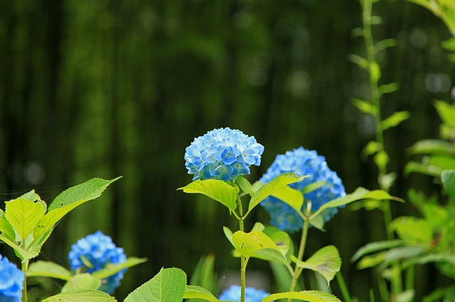 a0242438_21404450.jpg