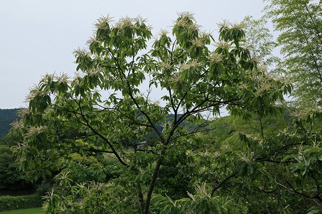 a0242438_21413833.jpg