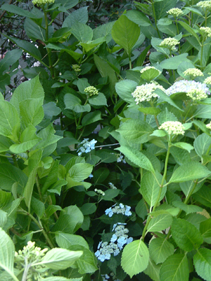 c0050264_11291072.jpg